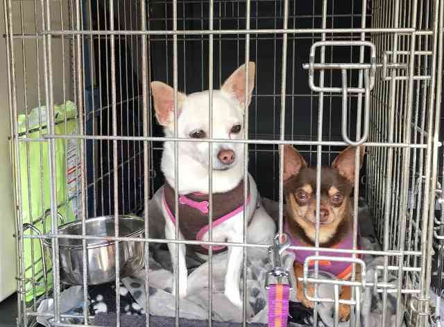 Princess & Rio, on their journey from S.Devon to  Calahonda in S.Spain.